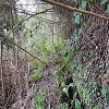 Plants: image3 101 Of 208 Thumb